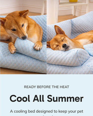 CoolNest - Pets Landing Page Template for Shopify | Ecombe